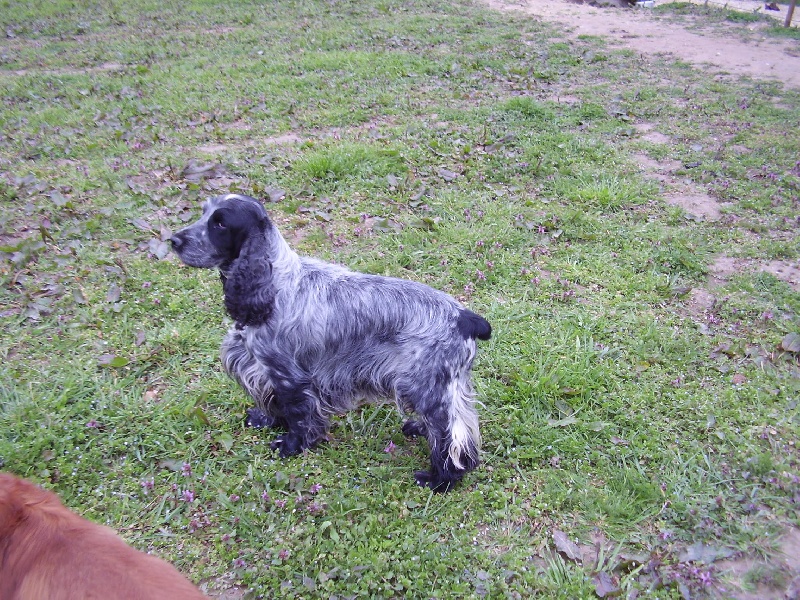 Turbo dit tobby (Sans Affixe)
