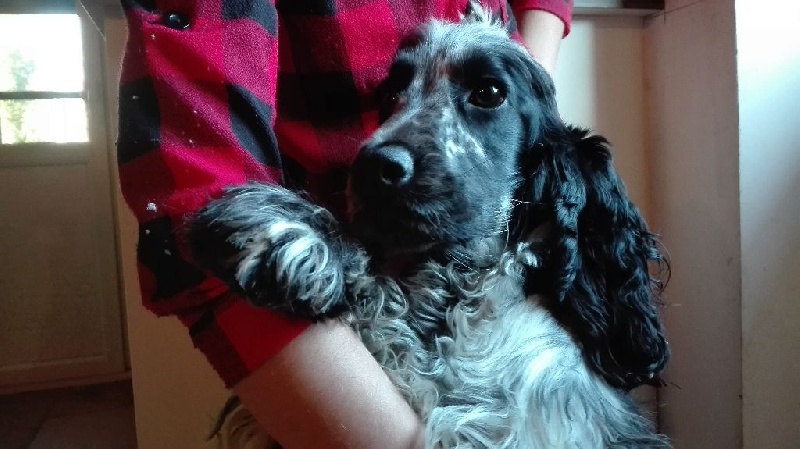 Lucie du Domaine bagheera