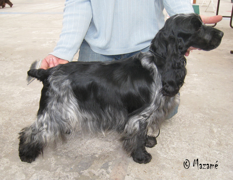 N.E ET CACIB 14 ET 15 MARS 2009